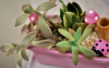 Grow Succulents