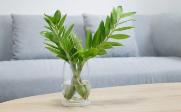 Grow ZZ Plants