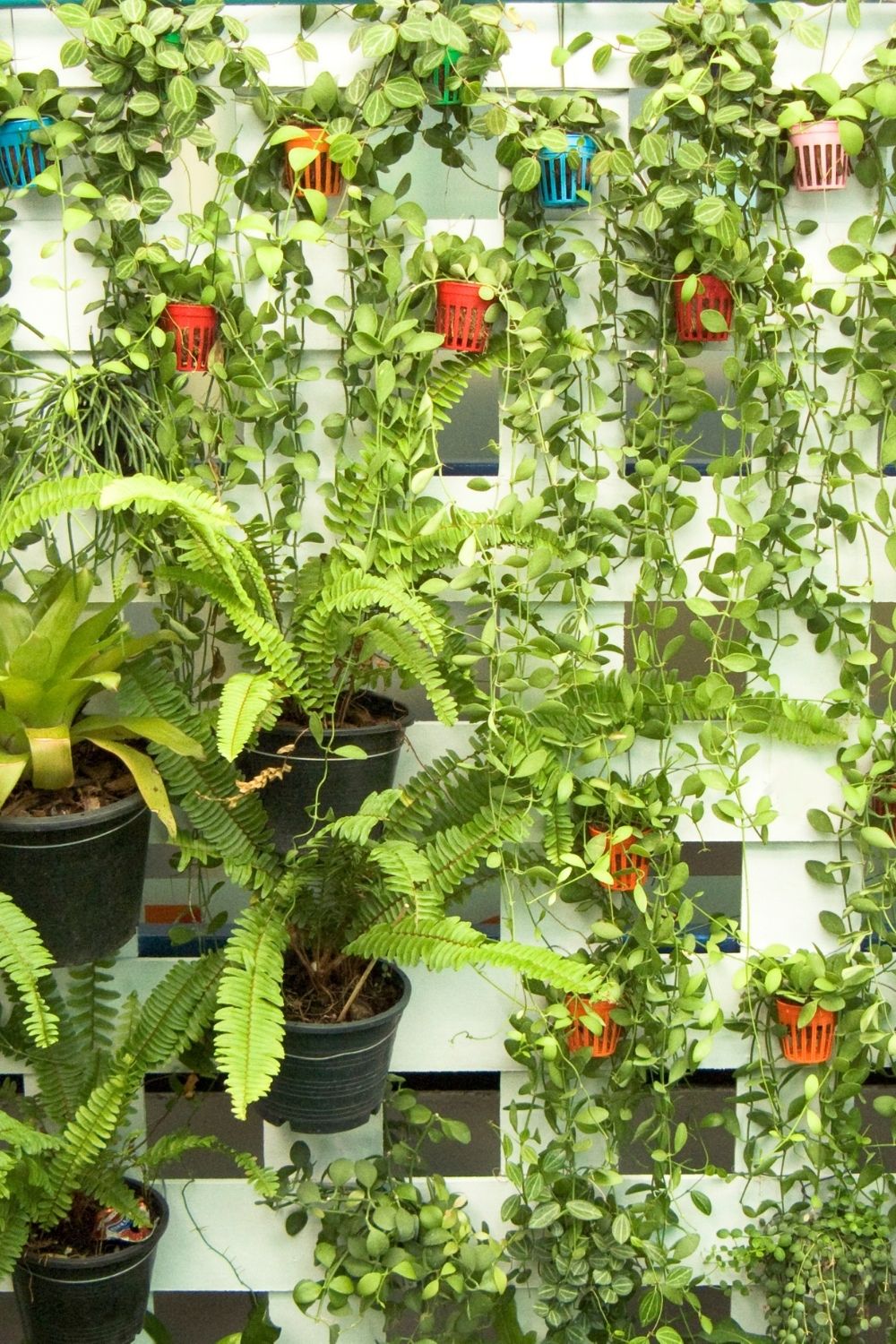Introduce Vertical gardening