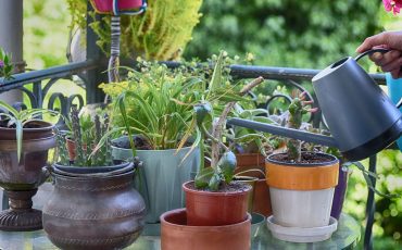 Introduce the beauty of indoor gardening