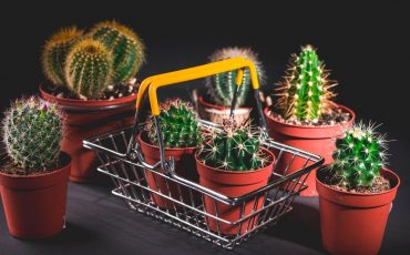 Low-Light Houseplants