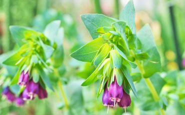 Major tips for planting