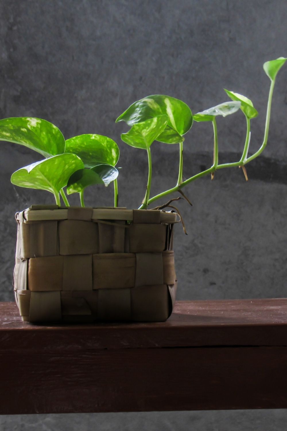 Money plant is lucky for your home