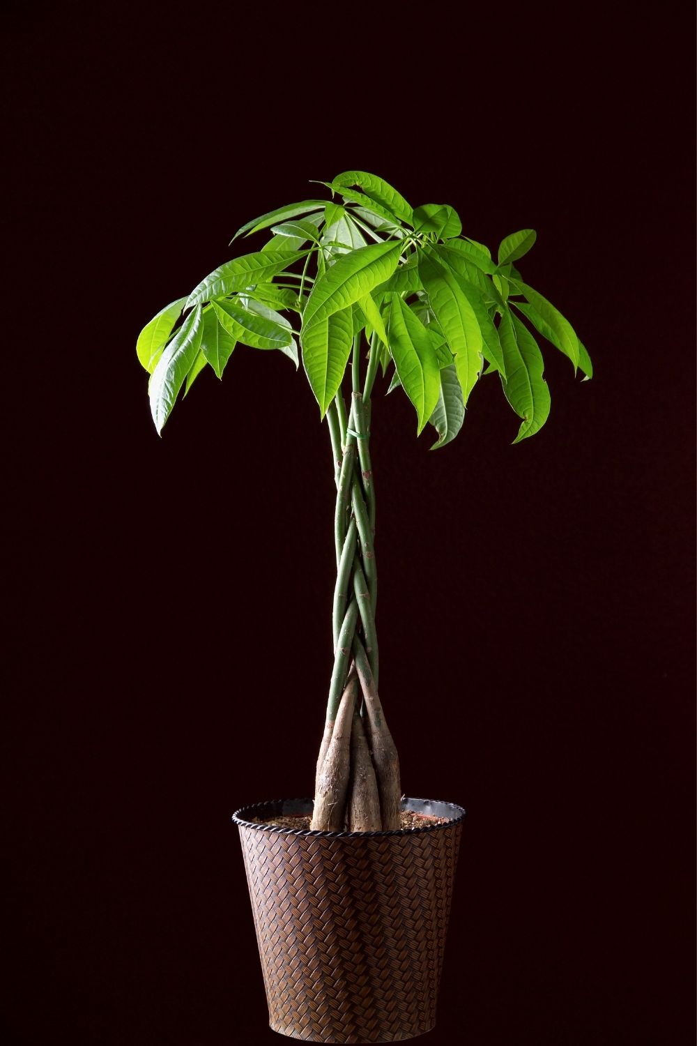 Money tree