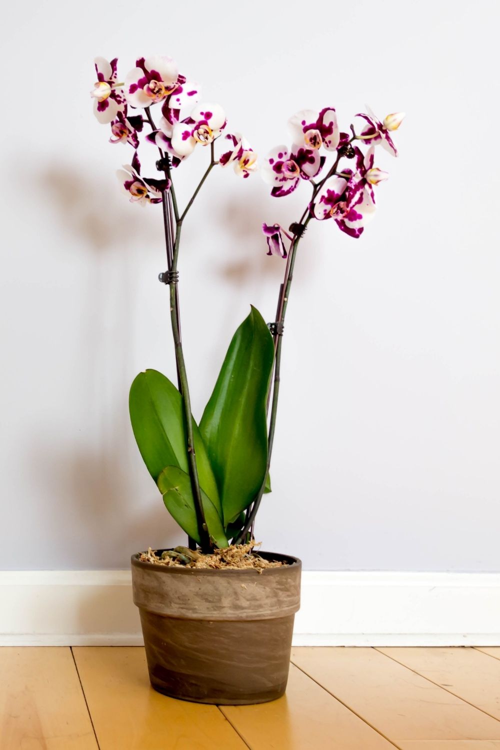 Orchids