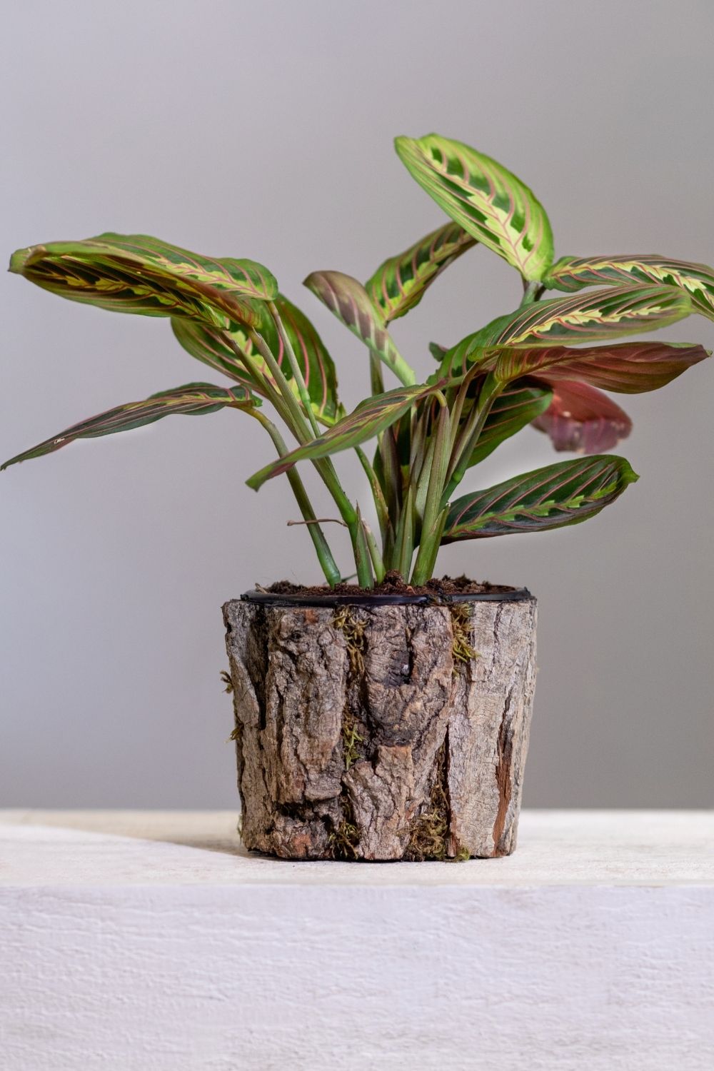Prayer plant