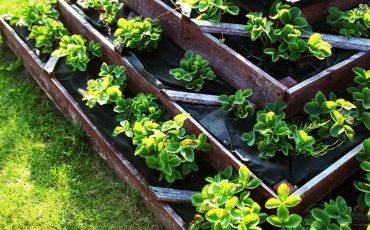 Raised Garden Bed
