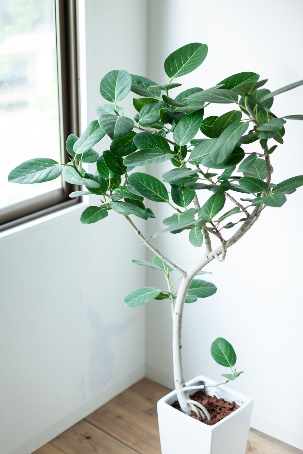 Rubber tree