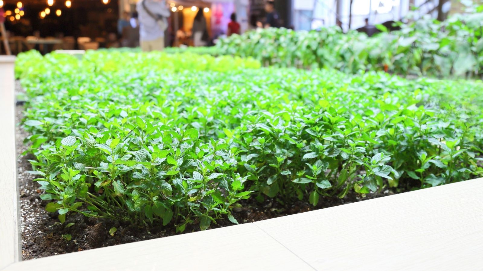 Salad Indoors