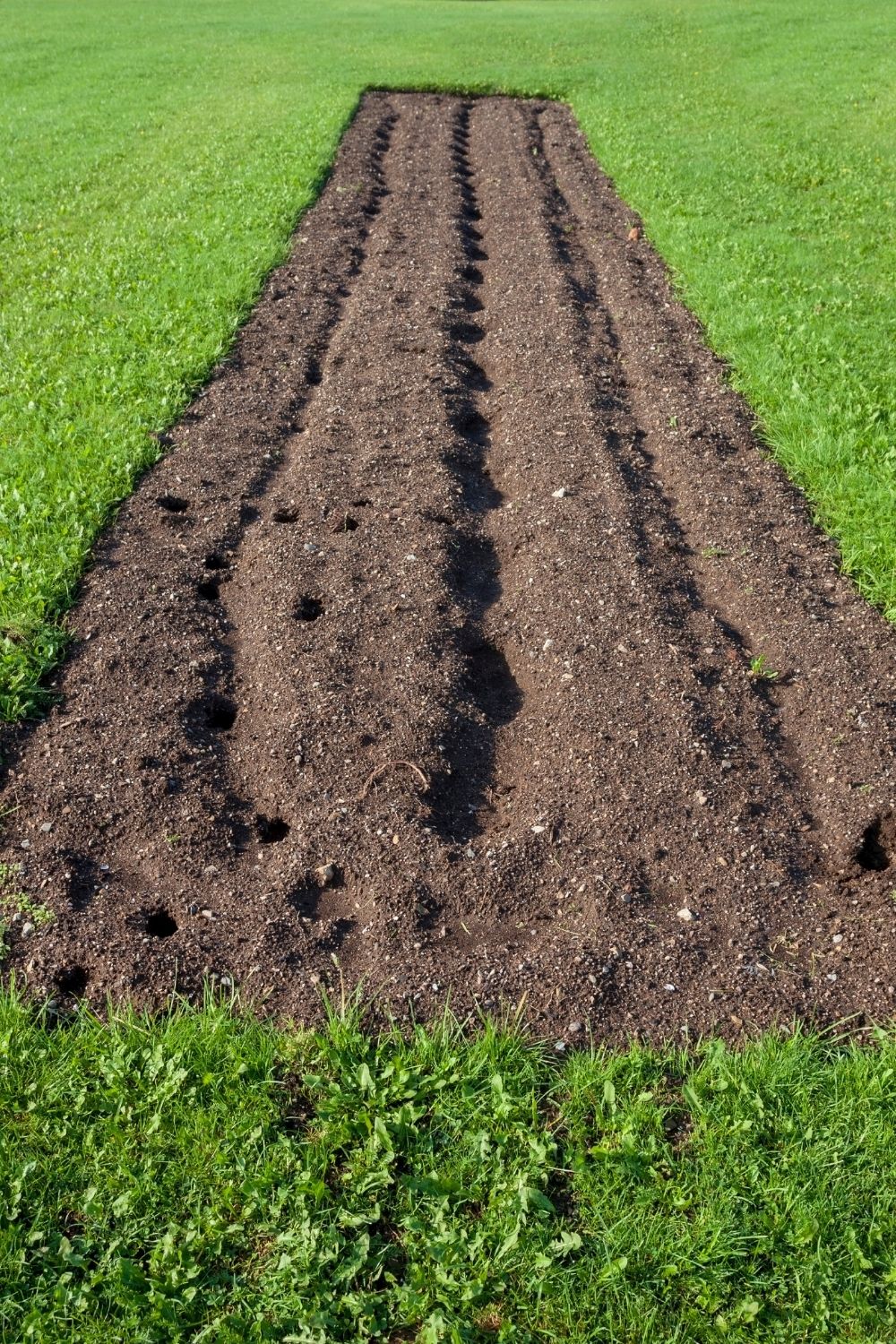 Vermicomposting- a trick to build healthy, fertile soil
