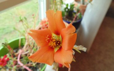 Window Sill Gardening