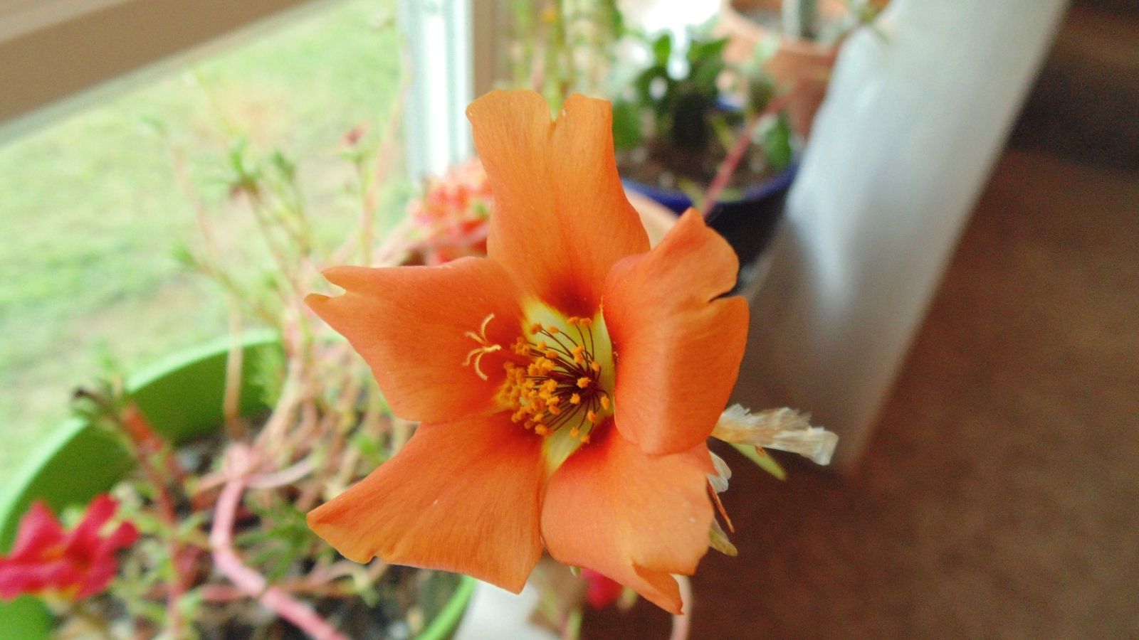 6 Stunning Ways To Introduce Window Sill Gardening