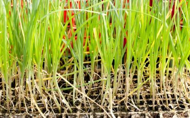 Amazing Steps To Grow Garlic In Pots