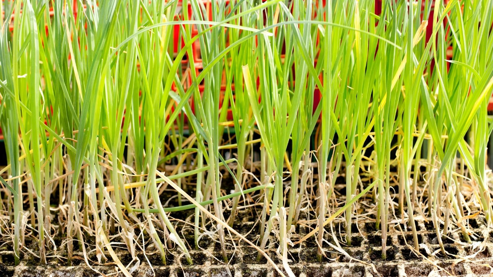 6 Very Easy And Amazing Steps To Grow Garlic In Pots
