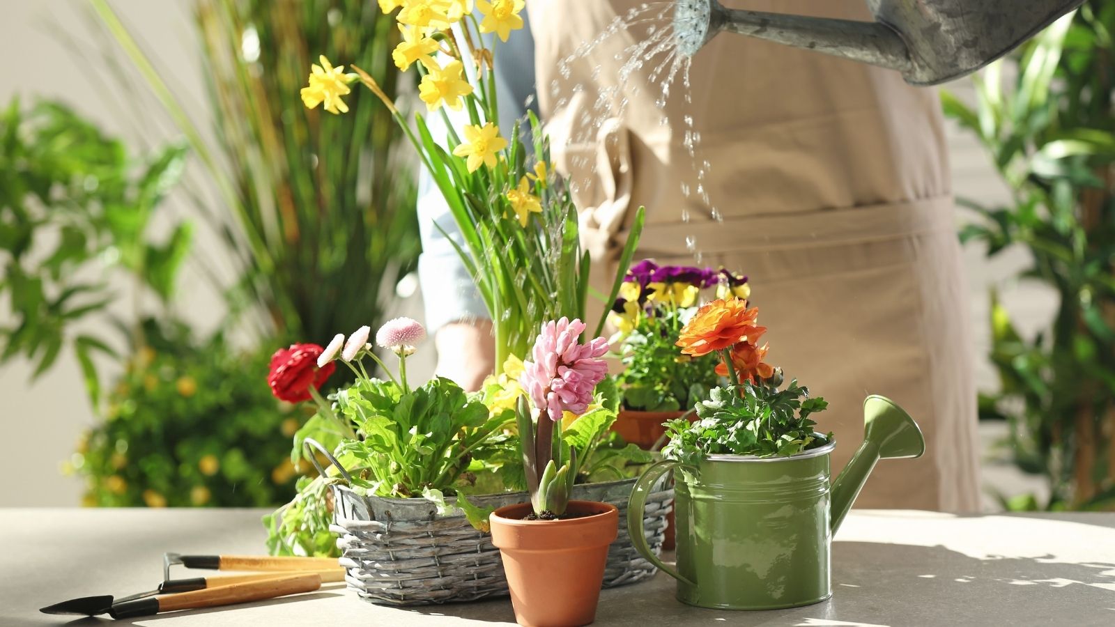 6 Beautiful Plants That Grow In Water