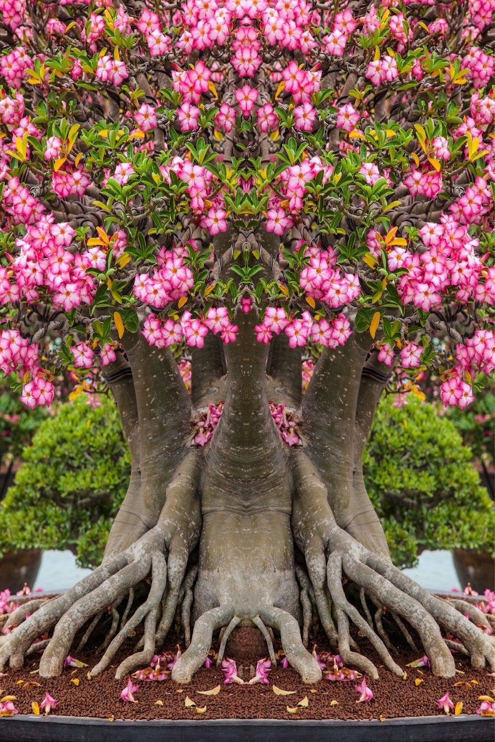 Desert Rose