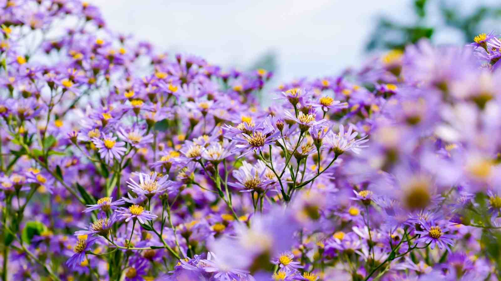 6 Easily Spotted Deer Resistant Perennials