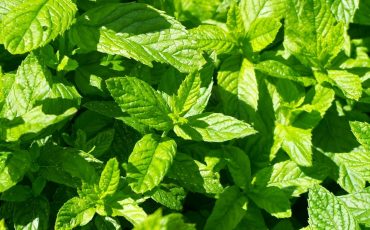 Easy Steps To Grow Mint At Your Home