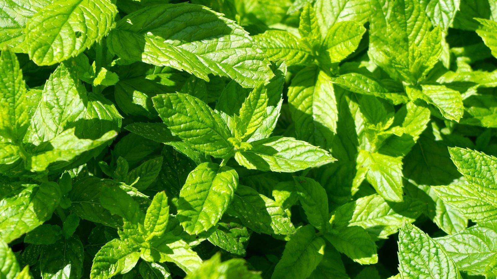5 Easy Steps To Grow Mint At Your Home