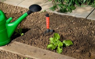 Easy Steps To Plant Lettuce