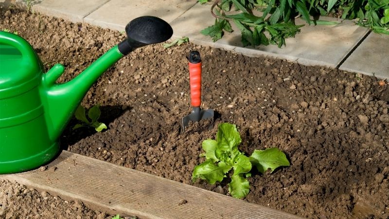 5 Easy Steps To Plant Lettuce