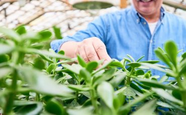 Get Rid Of Mosquitoes In Your Landscape