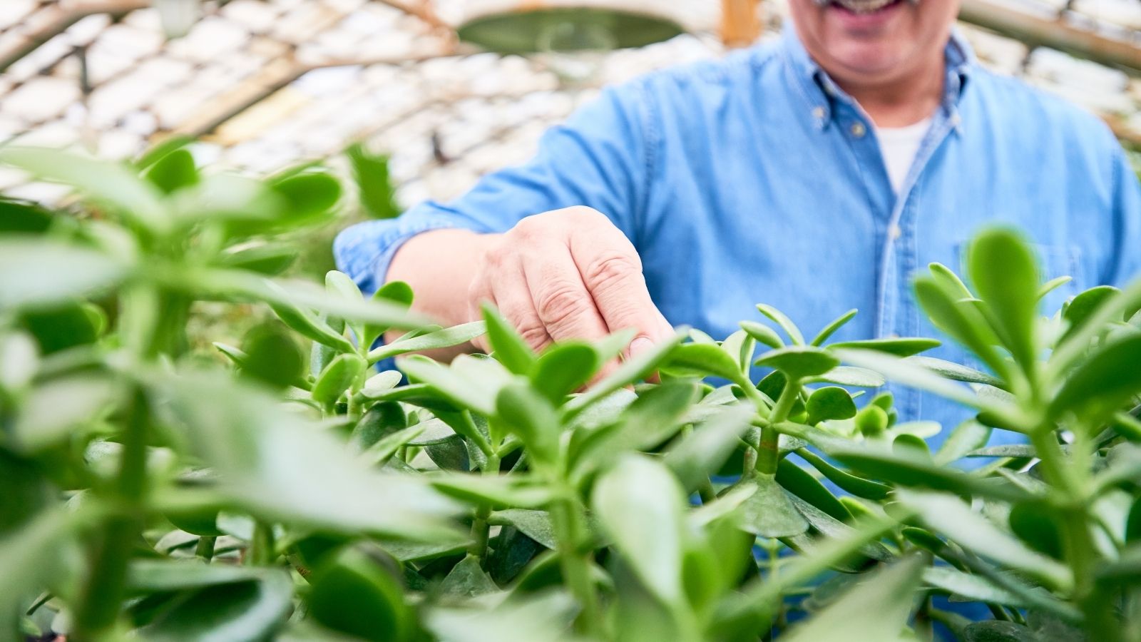 5 Ways To Get Rid Of Mosquitoes In Your Landscape