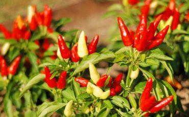 Grow Hot Peppers In Gardens And Containers