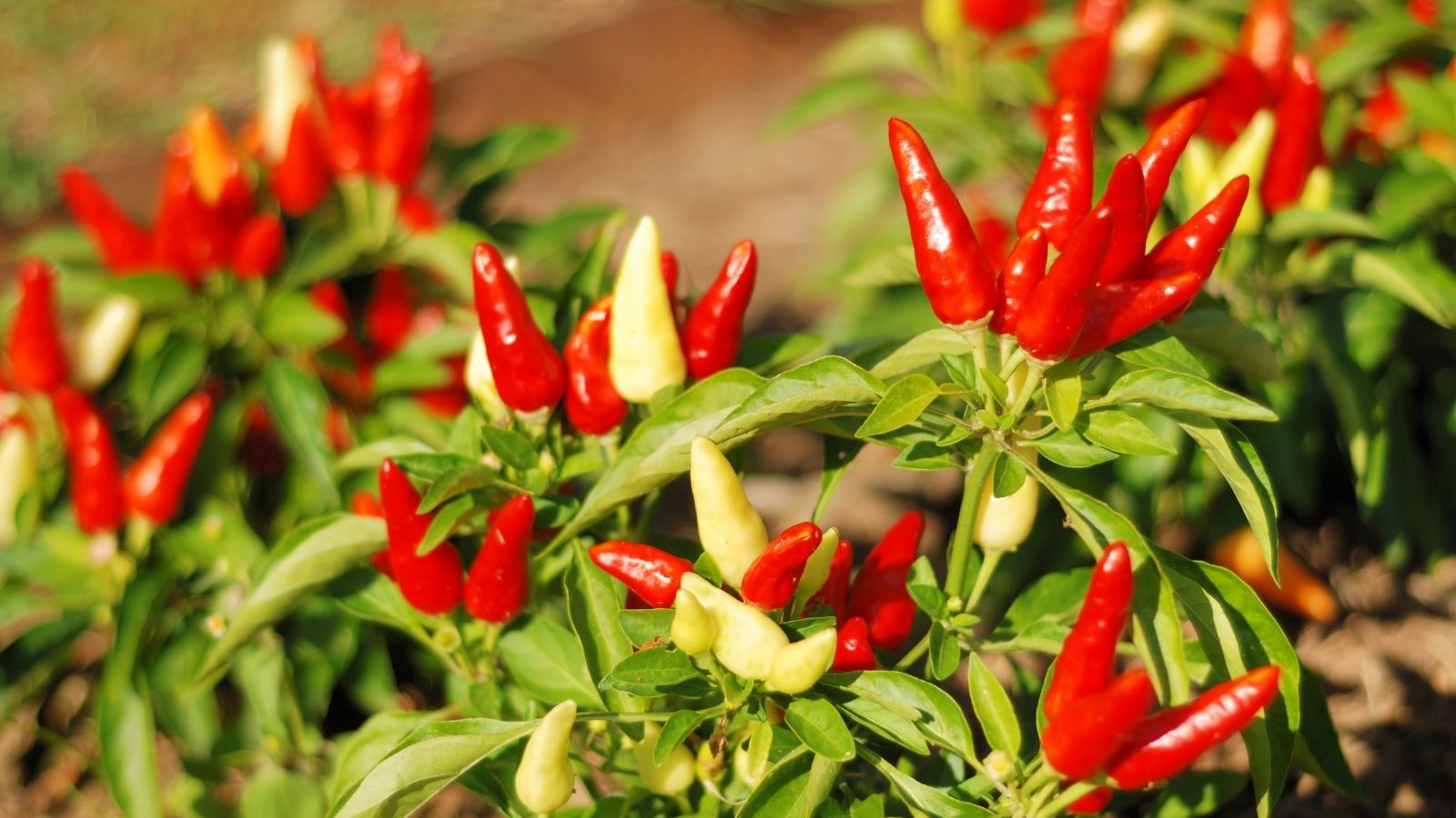 5 Amazing Steps To Grow Hot Peppers In Gardens And Containers