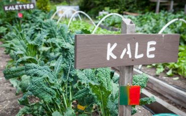 Growing Kale Indoors