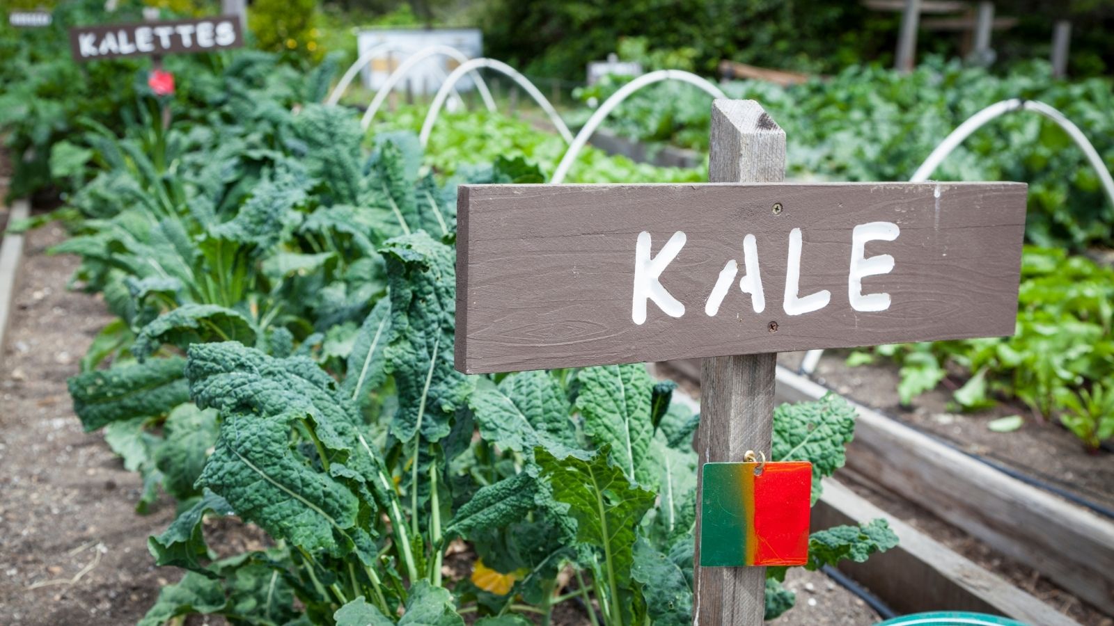 For Growing Kale Indoors: Follow These 7 Easy Steps