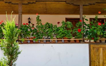 Growing Potted Plants