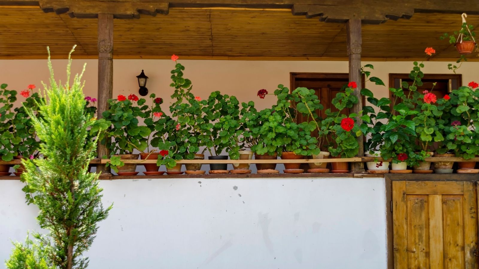 Learn The Top 6 Amazing Secrets For Growing Potted Plants