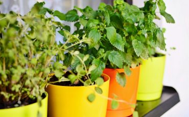 Healthy Herbs That Grow In Shade