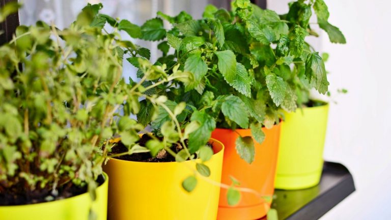 Healthy Herbs That Grow In Shade