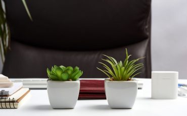 Low Light Succulents For Your Office