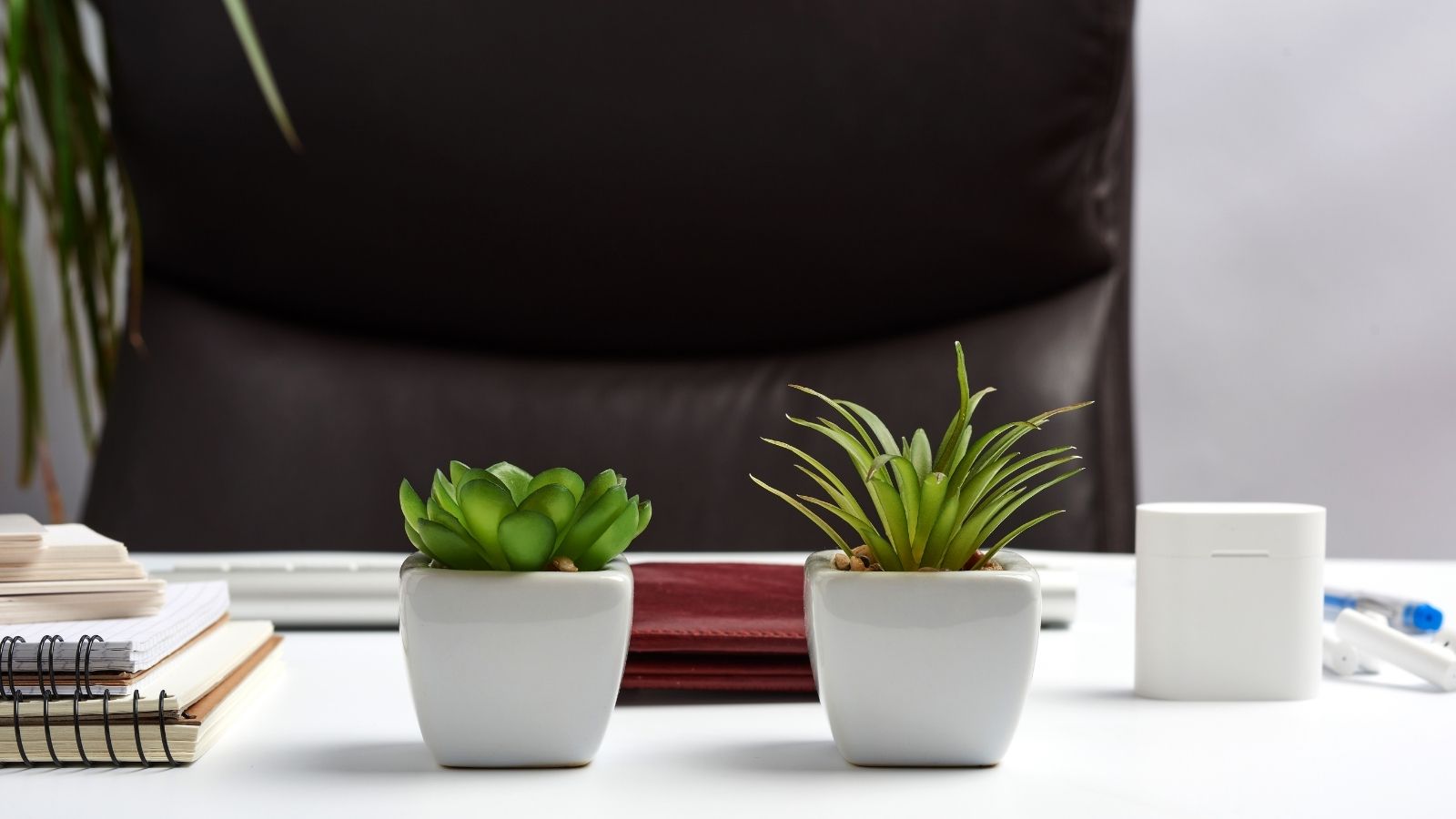 Top 7 Amazing Low Light Succulents For Your Office
