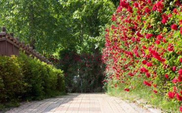Most Amazing Ways To Plant Roses