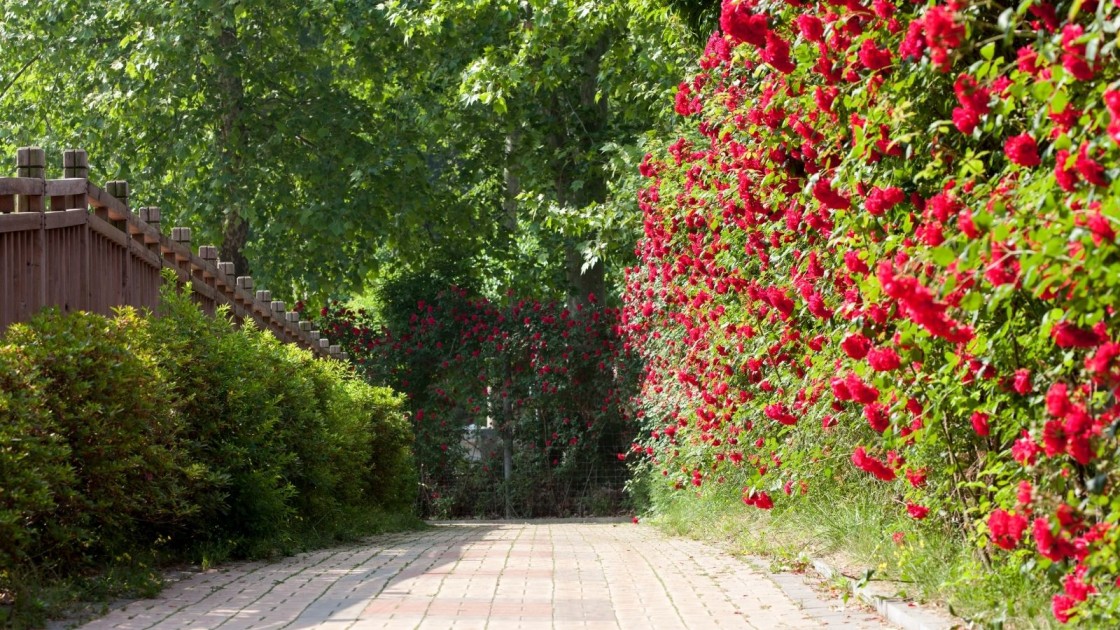 7 Most Amazing Ways To Plant Roses