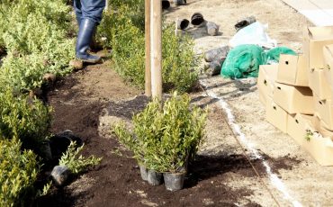 Plant The Parking Strip