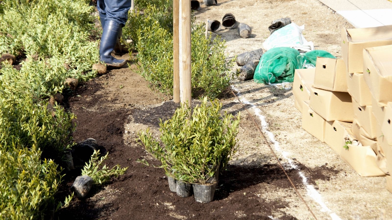 To Plant The Parking Strip: Follow The 3 Amazing Ways