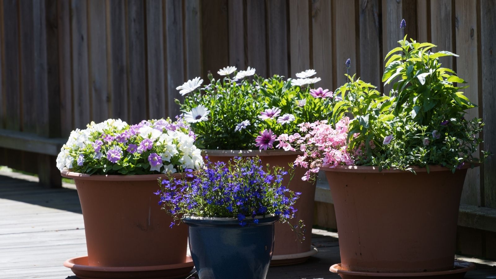 Plants that can be grown in the terrace garden