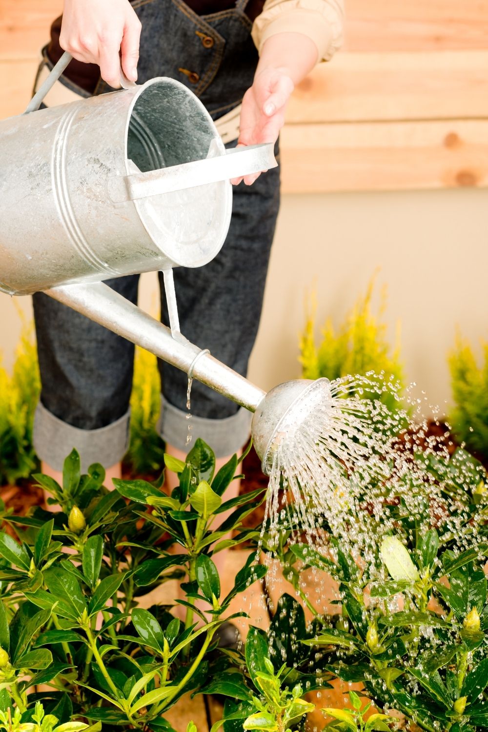Regularly water the terrace plants