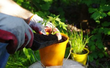 Welcome New Plants In Your Garden