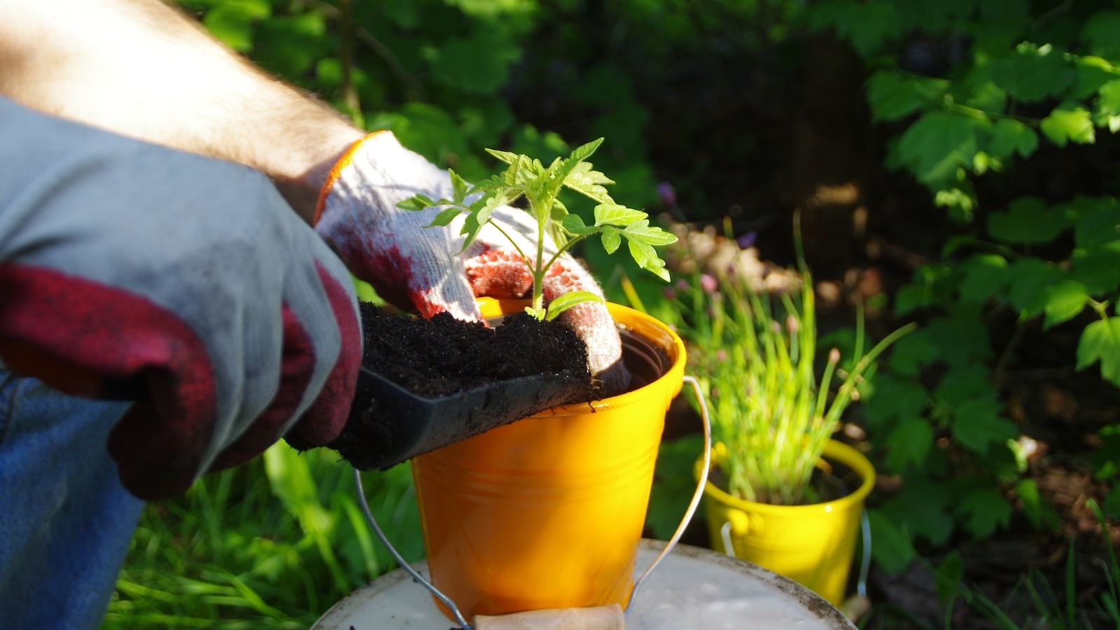 With The New Year 2021, Welcome New Plants In Your Garden