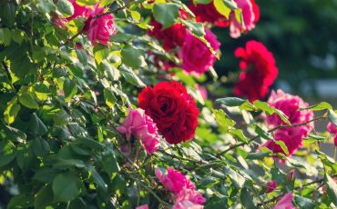 Wish To Grow Easy Roses