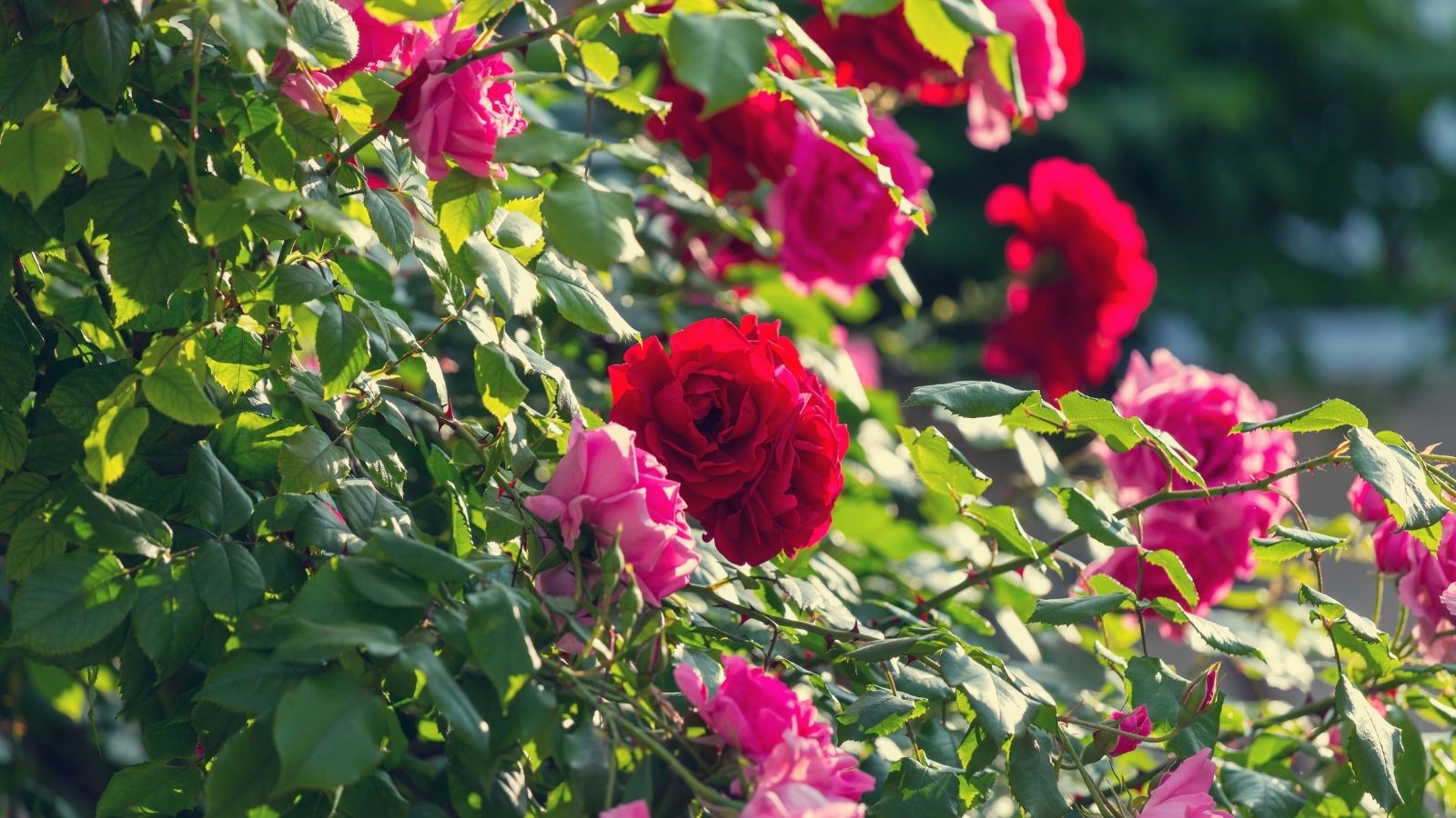 Wish To Grow Easy Roses: Follow These 4 Easy Steps