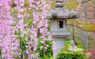 Wonderful Weeping Trees To Decorate The Yard And The Garden