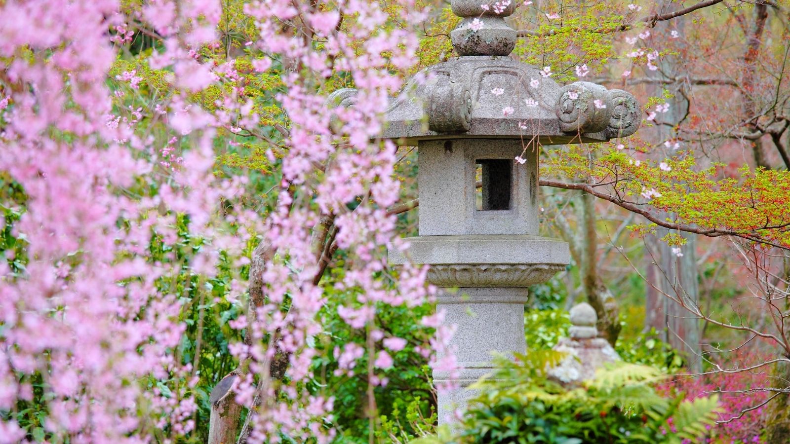 7 Wonderful Weeping Trees To Decorate The Yard And The Garden