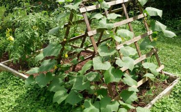 Most Amazing Variety Of Vegetables For A Trellis